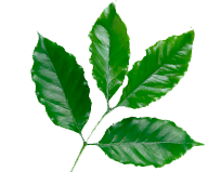 bakul
